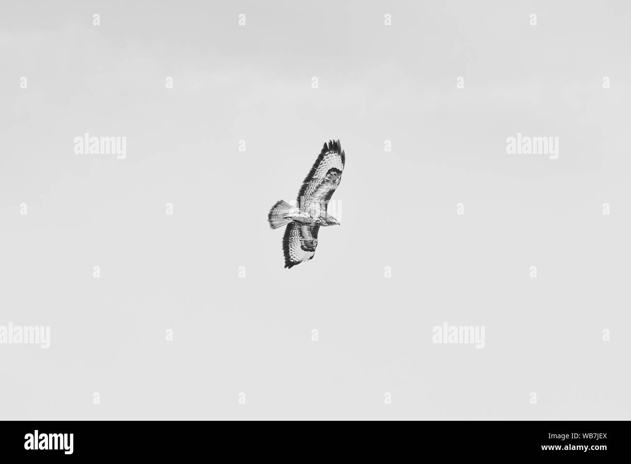 Buzzard-Buse commun ( variable Buteo buteo), Auvergne, France. Banque D'Images