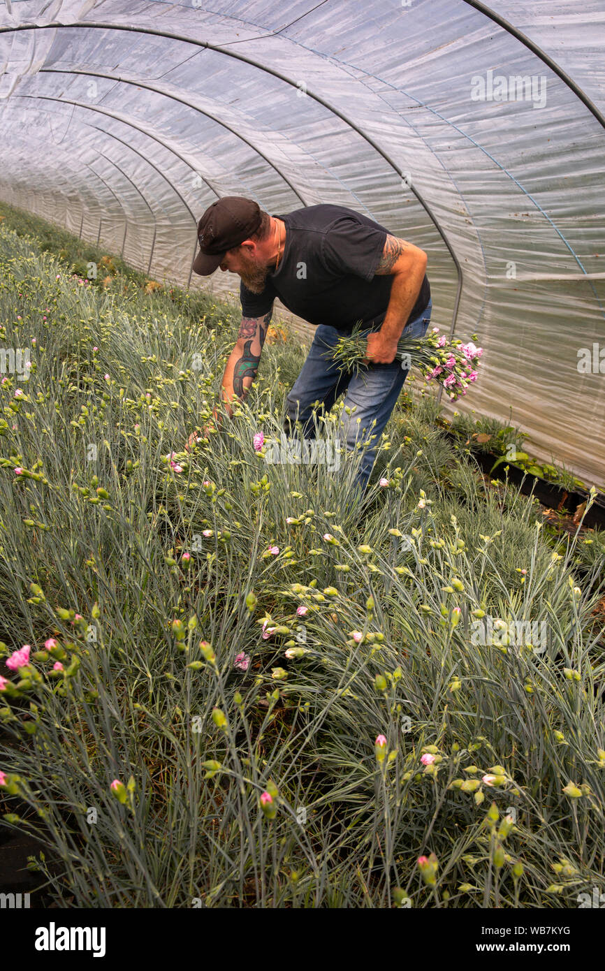 Royaume-uni, Angleterre, Îles Scilly, St Martin's, ville plus élevé, Churchtown Farm, Scilly, fleurs roses en cueillette de travailleur saisonnier polytunnel, pour la vente par correspondance de Banque D'Images