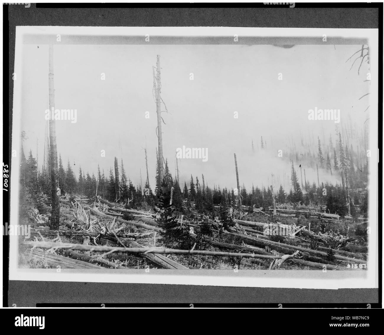 La combustion des forêts, Wallowa National Forest, Wallowa County, Oregon Abstract/moyenne : 1 tirage photographique. Banque D'Images