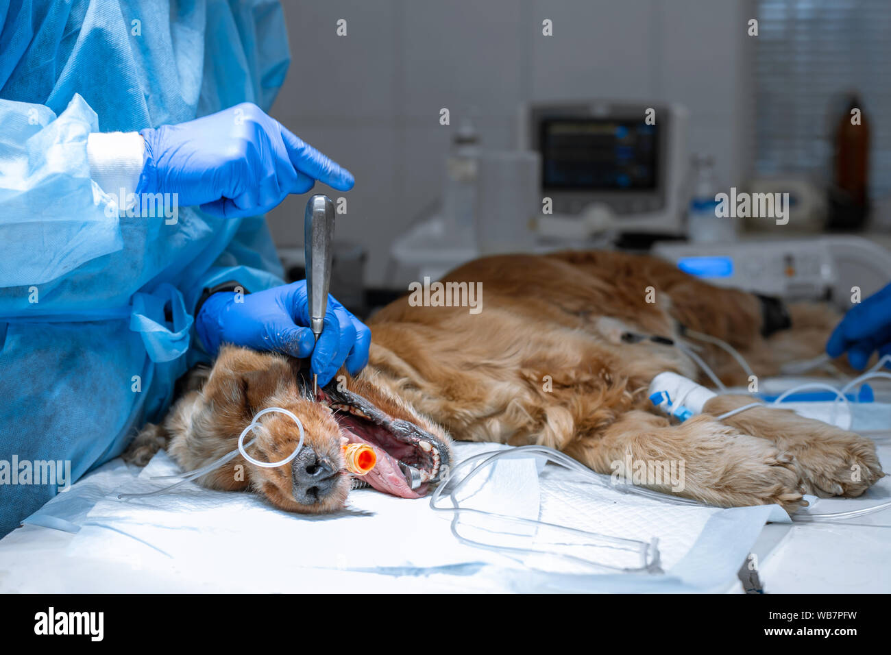 La dentisterie vétérinaire. Chirurgien dentiste vétérinaire traite et élimine les dents d'un chien sous l'anesthésie sur la table d'opération dans un vétérinaire clini Banque D'Images