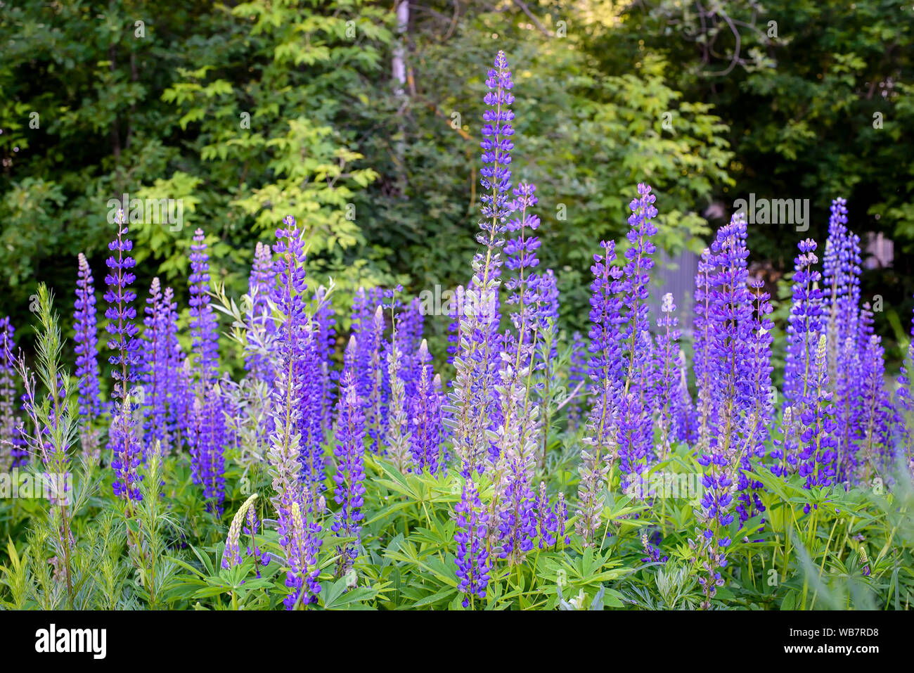 Beaucoup de belles fleurs lupin mauve dans une clairière dans la forêt de l'été Banque D'Images