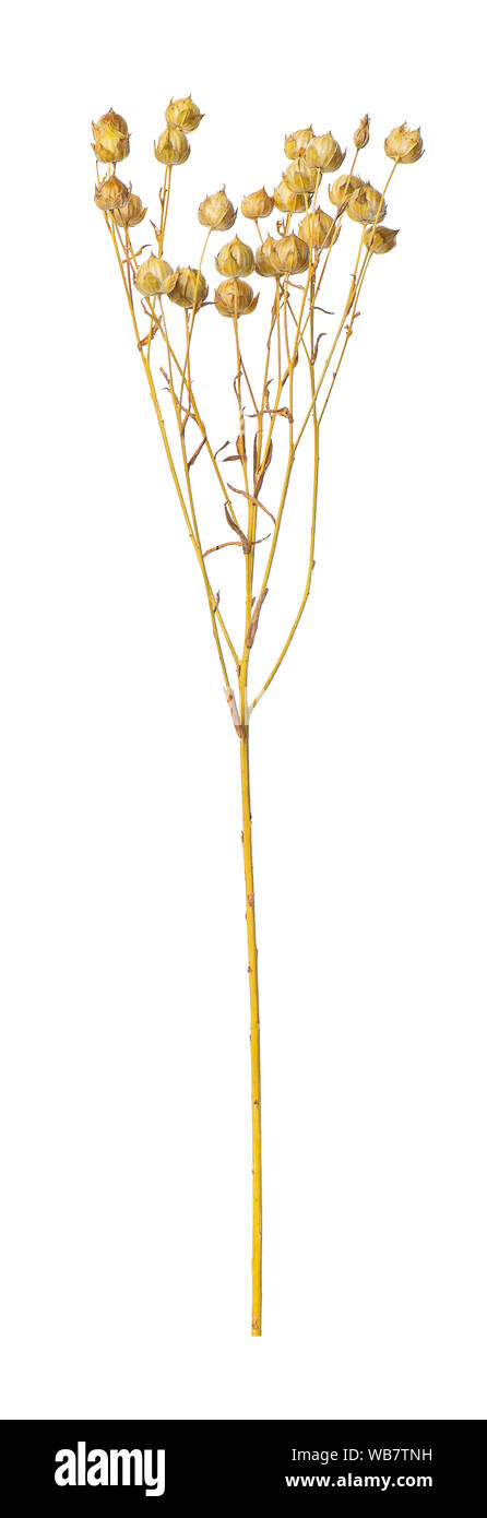 De la direction générale de l'usine de lin mûre avec des capsules de graines sèches avant la récolte de lin isolé sur fond blanc Banque D'Images