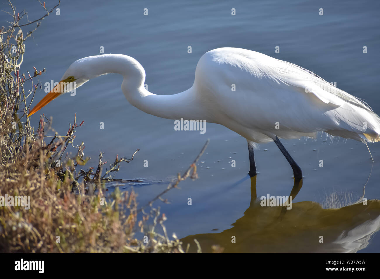 Grande Aigrette oiseau de patauger dans l'eau près des rives. Banque D'Images