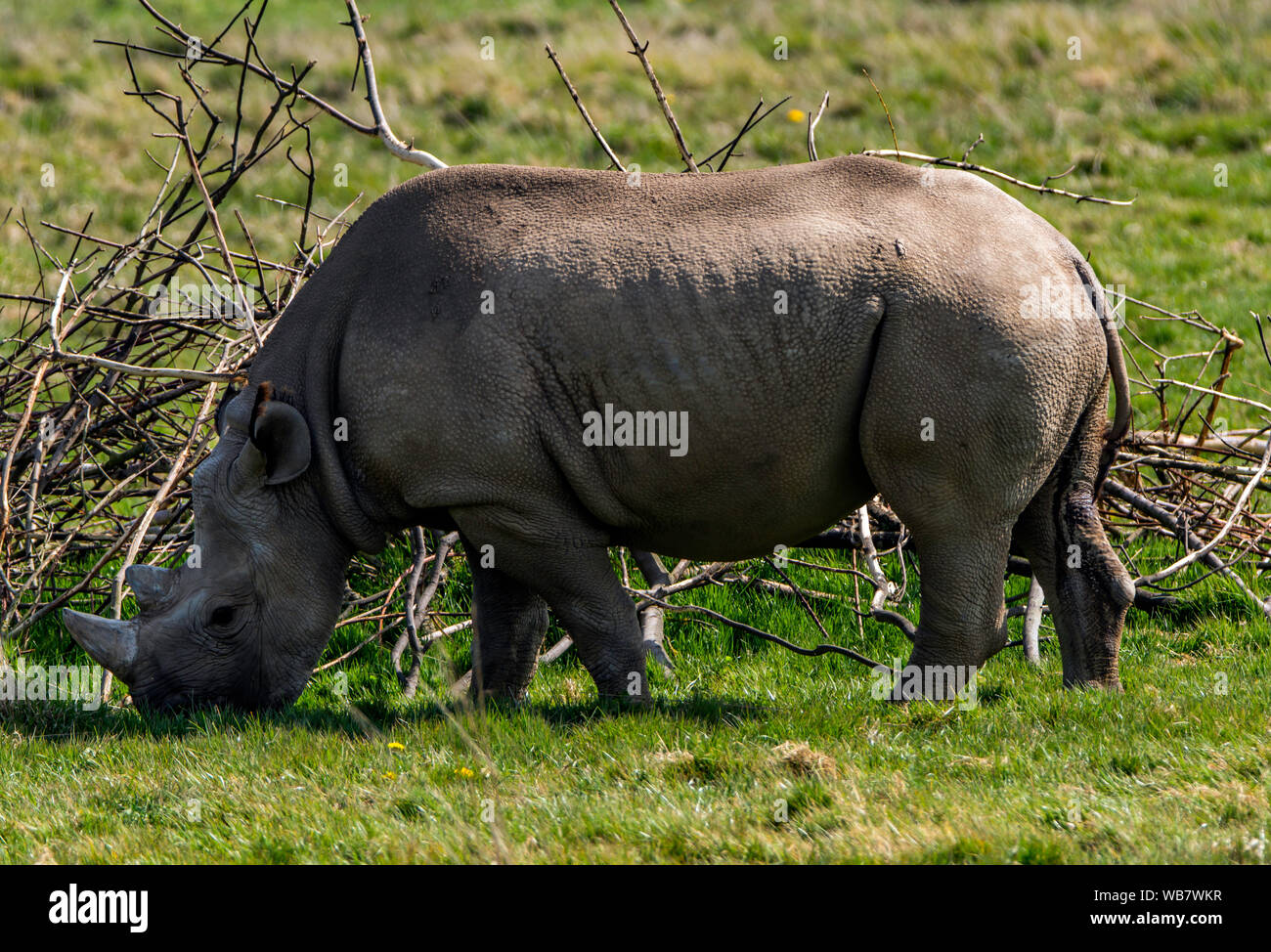 Une itinérance de rhinocéros noirs au Yorkshire Wildlife Park près de Doncaster en Angleterre Banque D'Images