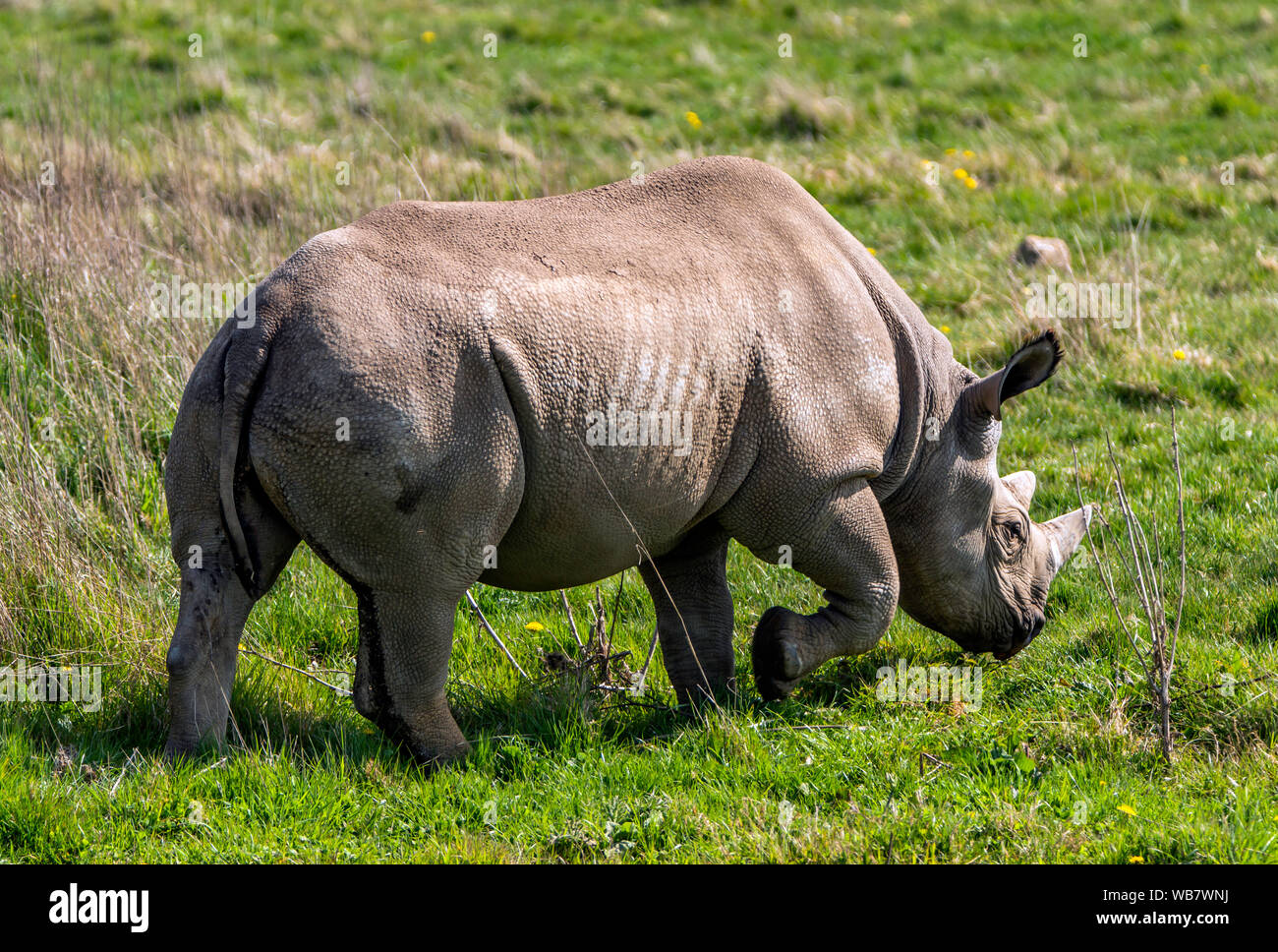 Une itinérance de rhinocéros noirs au Yorkshire Wildlife Park près de Doncaster en Angleterre Banque D'Images