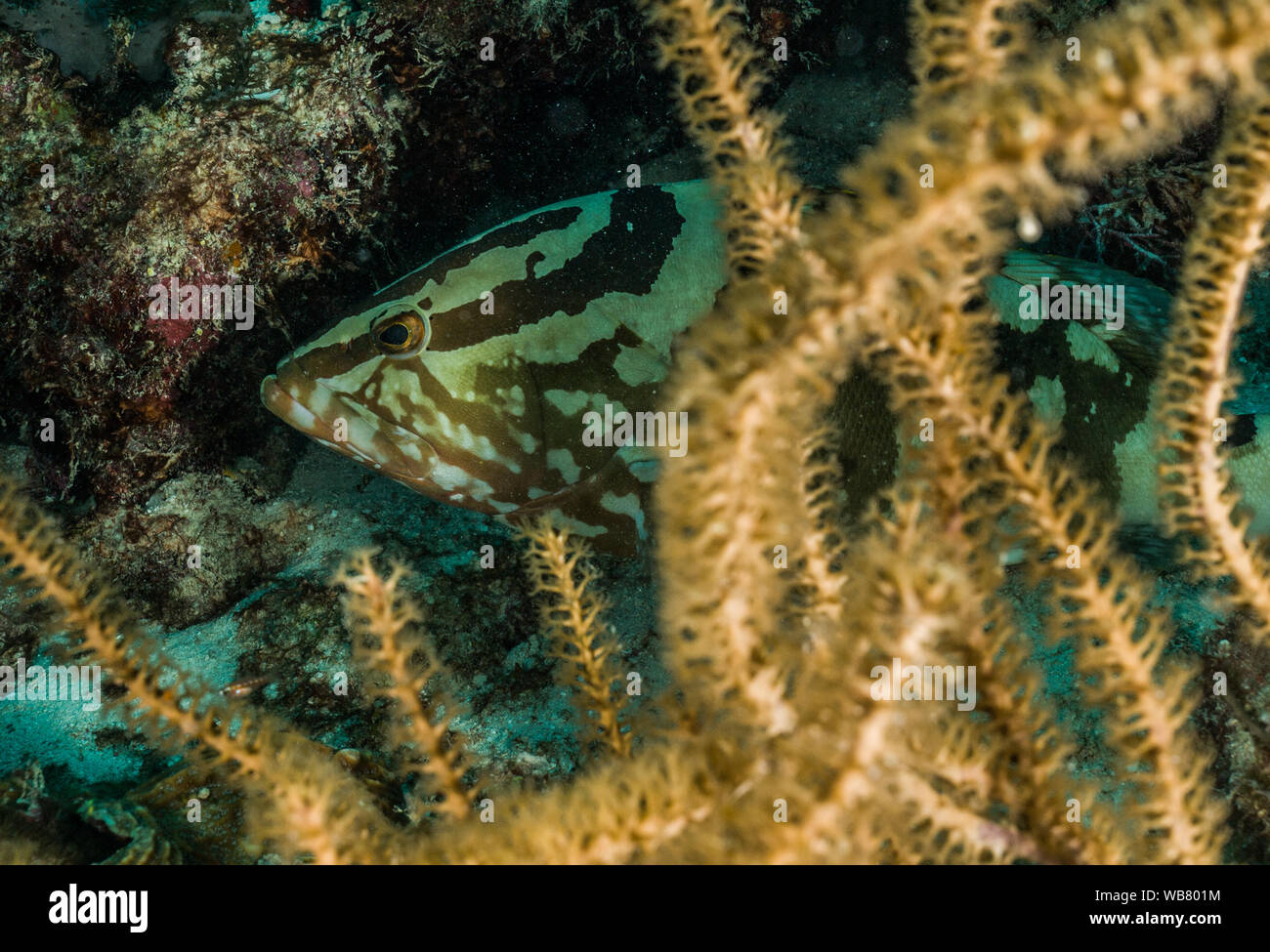 mérou avec récif de corail sous la mer des caraïbes Banque D'Images