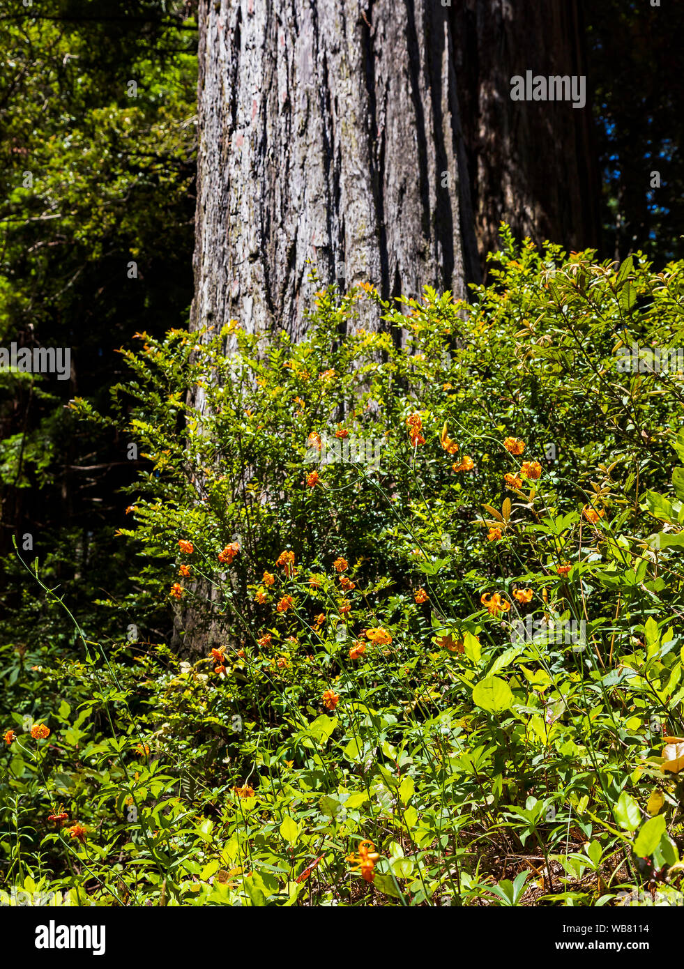 Un affichage d'une fleur délicate connu sous le nom de Leopard Lily Lilium pardalinum () à la base d'une côte majestueuse (Séquoia Sequoia sempervirens). Banque D'Images