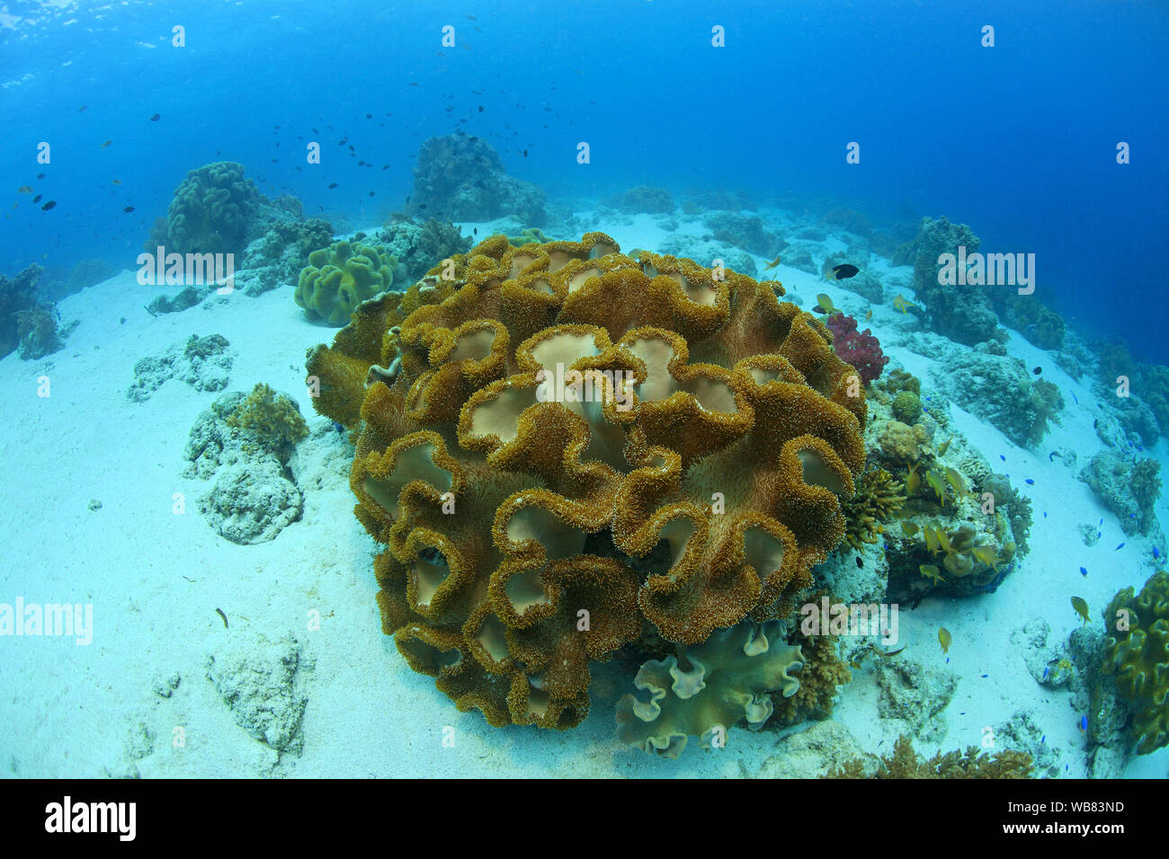 Corail Sarcophyton trocheliophorum (cuir), Visayas, Philippines, Cebu Banque D'Images