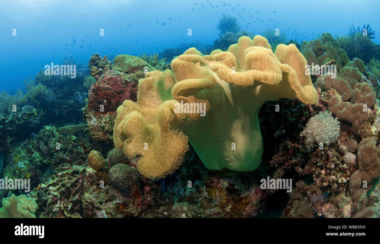 Cuir de champignons ou de corail corail champignon commun (Sarcophyton glaucum), Visayas, Philippines, Cebu Banque D'Images