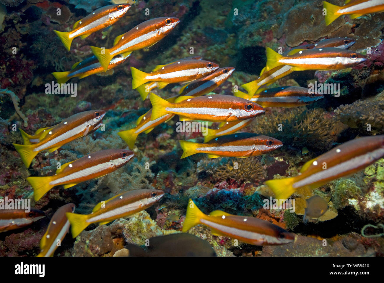 Two-Spot lutjans (Lutjanus biguttatus), Malapascua, Cebu, Visayas, Philippines Banque D'Images