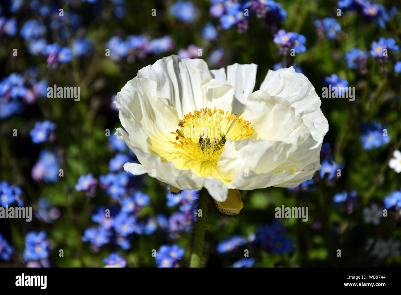 Arctomecon merriamii, macro de coquelicot blanc Banque D'Images