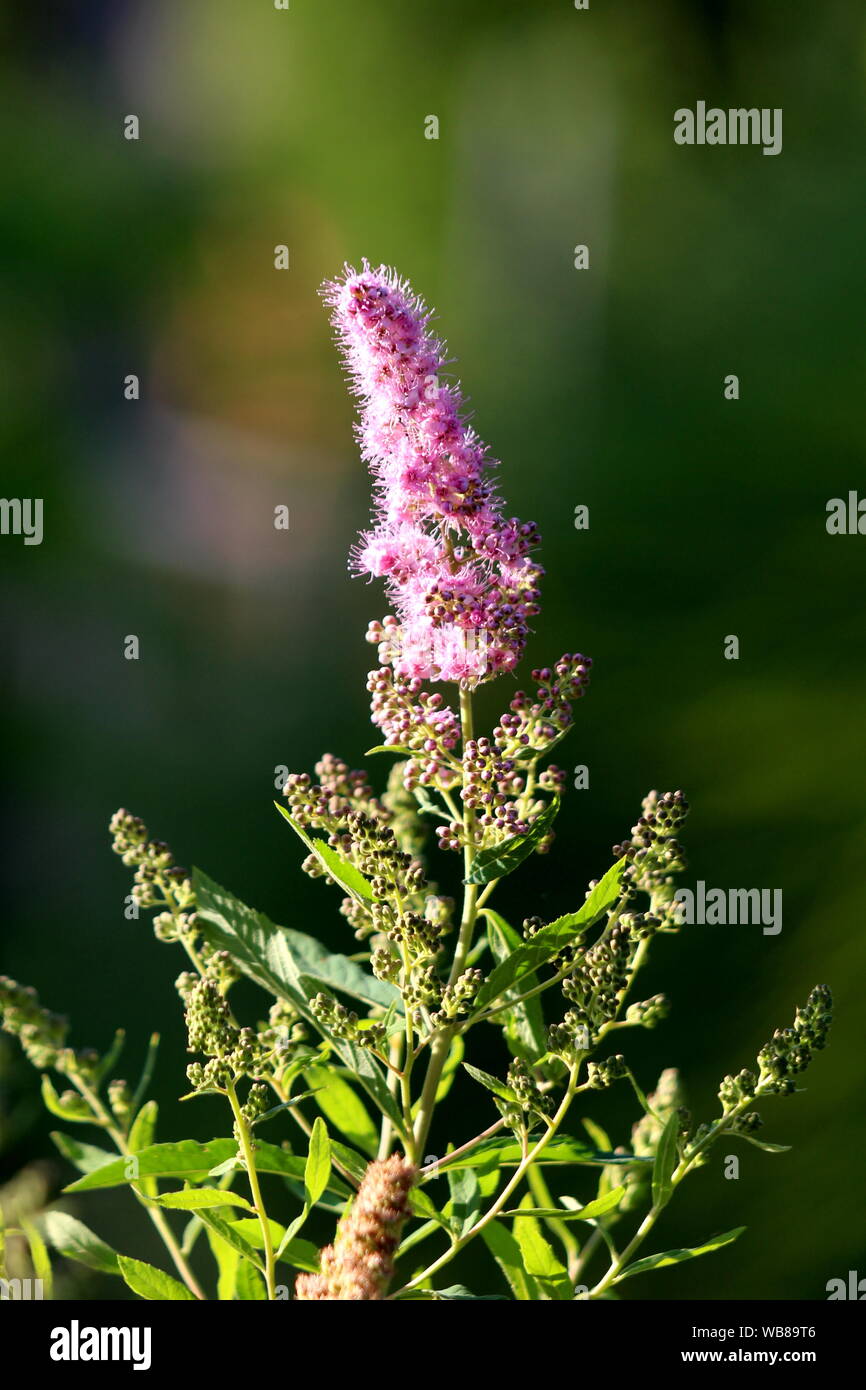 spiraea-x-billardii-triumphans-banque-de-photographies-et-d-images
