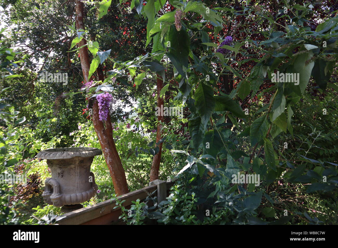 Urne en pierre avec jardin Ornement buddleia plante Banque D'Images