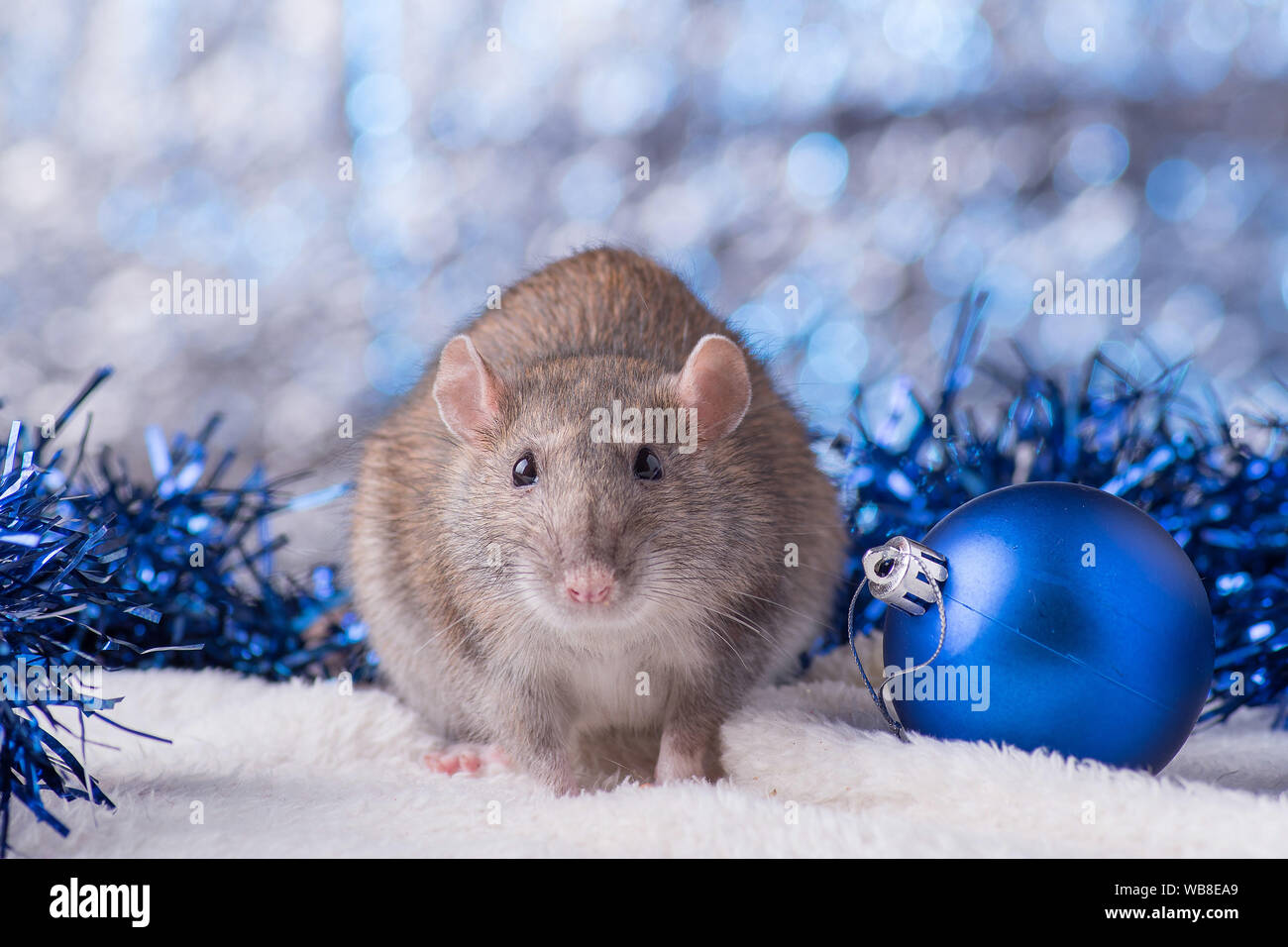Nouveau concept de l'année. Cute white rat domestique dans une nouvelle année, le décor. Symbole de l'année 2020 est un rat. Cadeaux, jouets, guirlandes, des branches d'arbre de Noël Banque D'Images