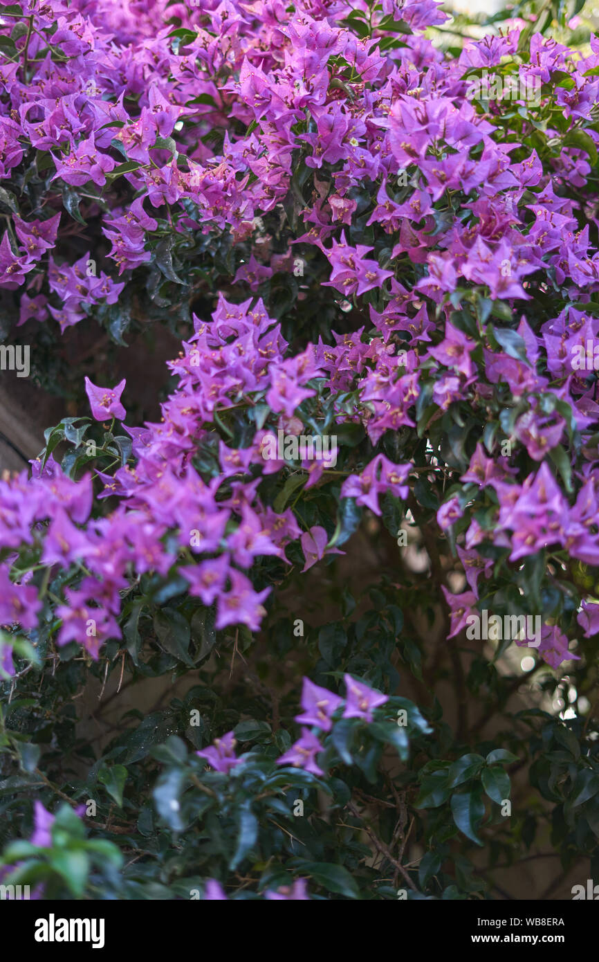 Groupe de fleurs violettes (dicotyledoneae) Banque D'Images