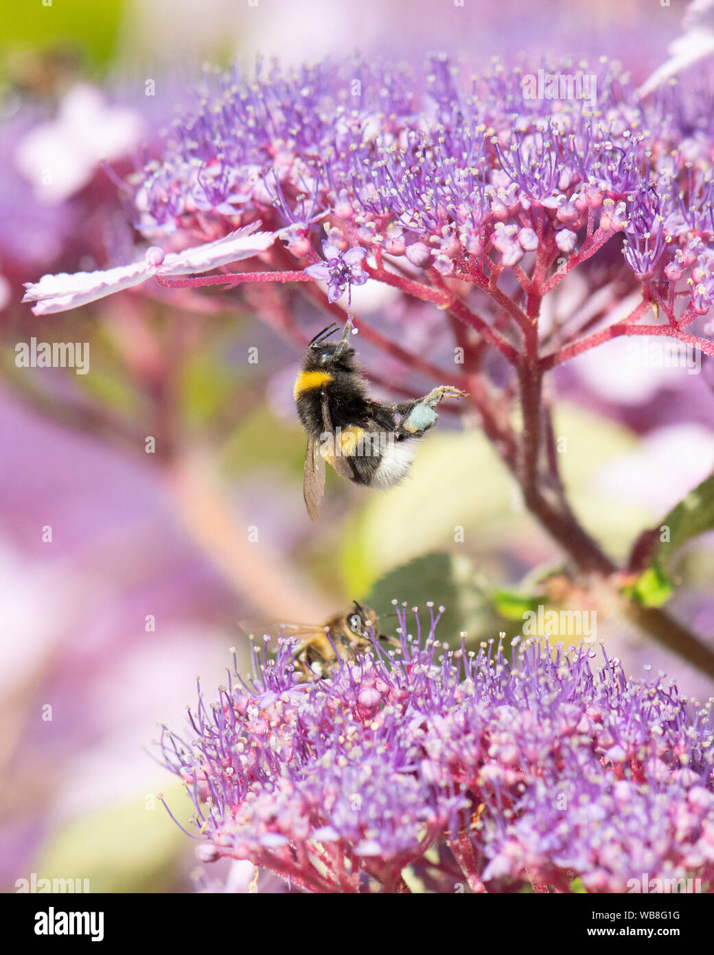 Killearn, Stirlingshire, Scotland, UK. Août 25, 2019. Royaume-uni - un bourdon avec du jaune et bleu corbeilles à pollen sur ses pattes perd son équilibre et s'accroche précairement sur une fleur d'hortensias à la hausse des températures dans un jardin Stirlingshire. Couleur du pollen varie selon l'espèce de plante dont le pollen d'abeilles et peut varier du blanc au bleu foncé Credit : Kay Roxby/Alamy Live News Banque D'Images