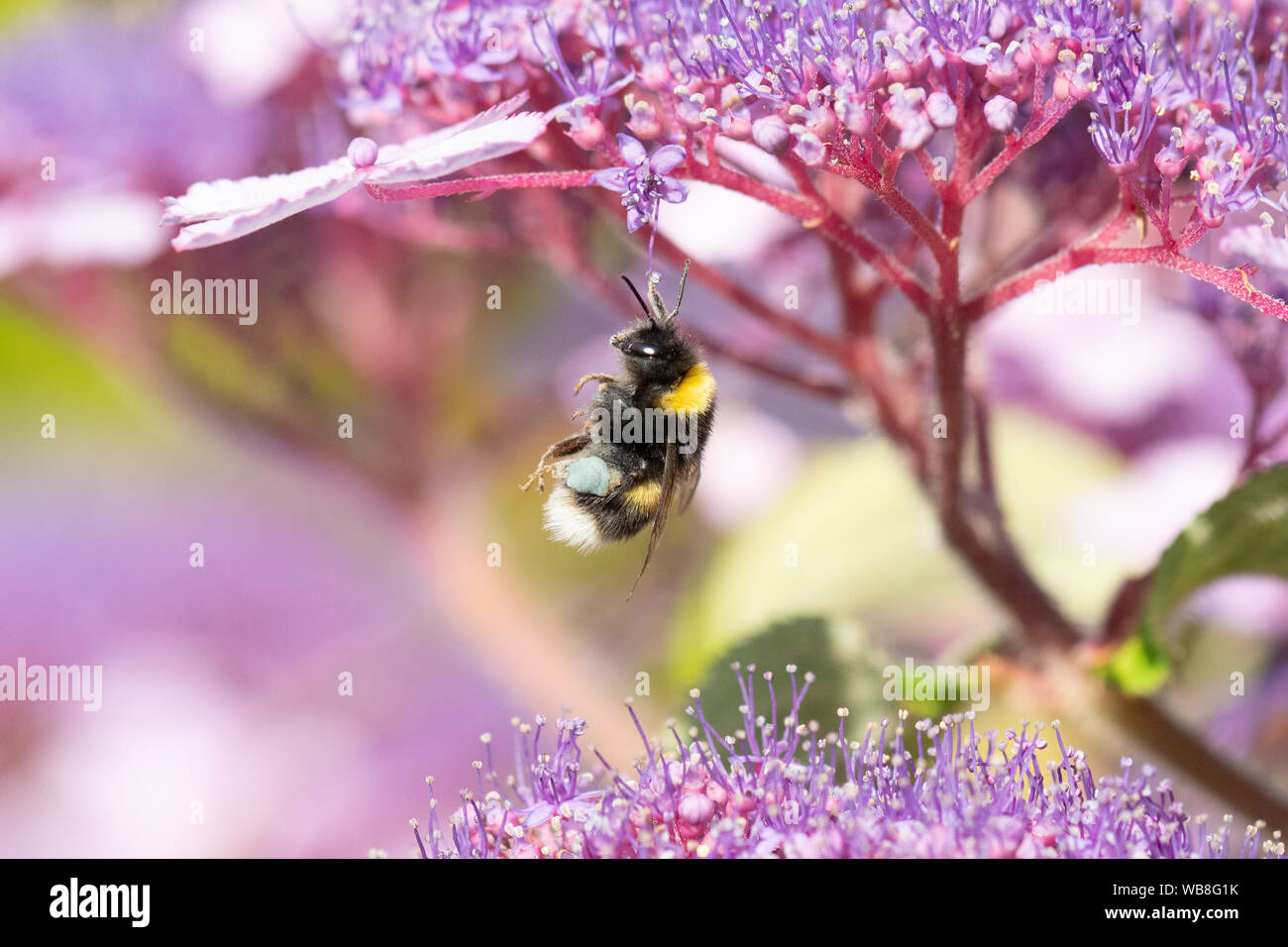 Killearn, Stirlingshire, Scotland, UK. Août 25, 2019. Royaume-uni - un bourdon avec du jaune et bleu corbeilles à pollen sur ses pattes perd son équilibre et s'accroche précairement sur une fleur d'hortensias à la hausse des températures dans un jardin Stirlingshire. Couleur du pollen varie selon l'espèce de plante dont le pollen d'abeilles et peut varier du blanc au bleu foncé Credit : Kay Roxby/Alamy Live News Banque D'Images