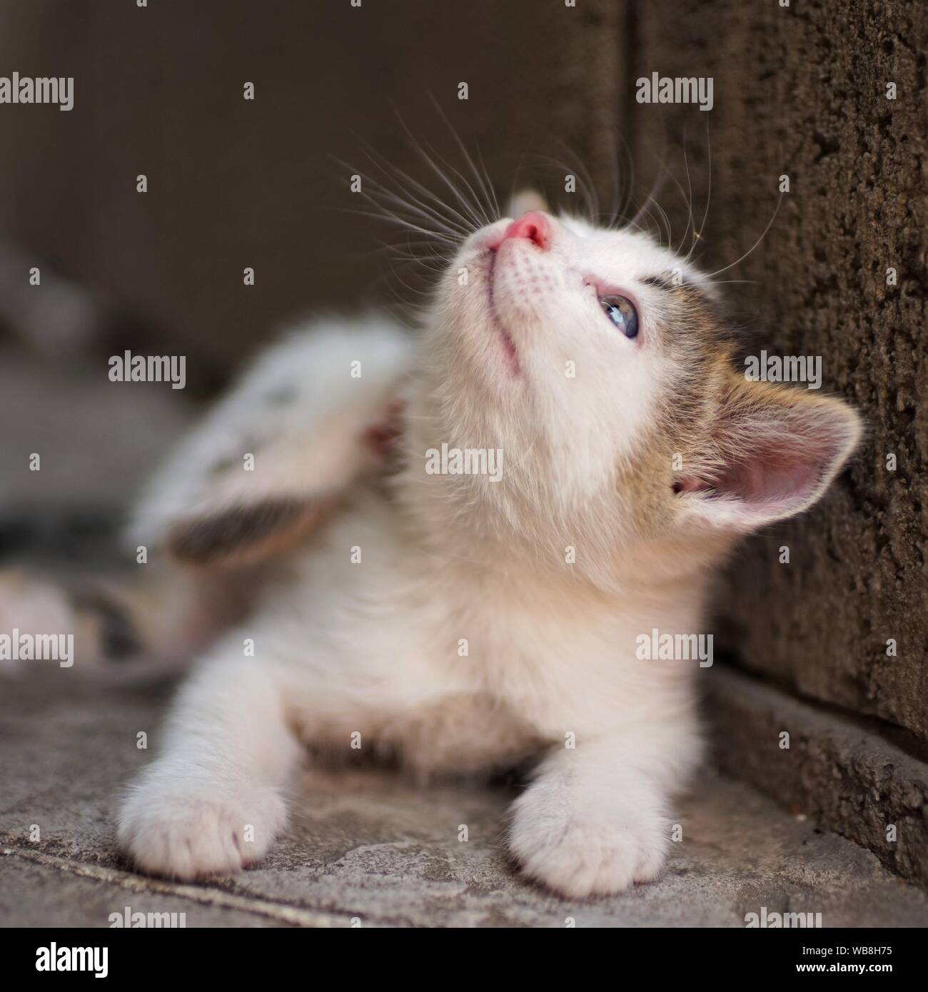 Puce En Fourrure De Chat En Gros Plan Macro Parasites Aux Puces Chez Les Animaux De Compagnie Photo Stock Alamy Puce En Fourrure De Chat En Gros Plan Macro Parasites Aux Puces Chez Les Animaux De Compagnie Photo Stock Alamy