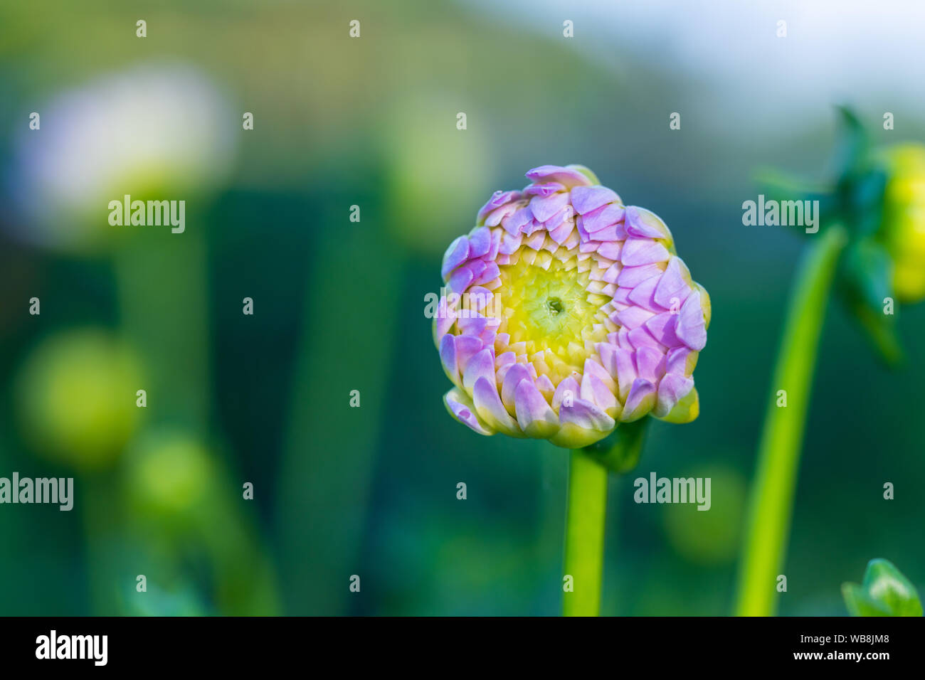 De nombreuses têtes de fleurs lumineuses avec un fond vert Banque D'Images