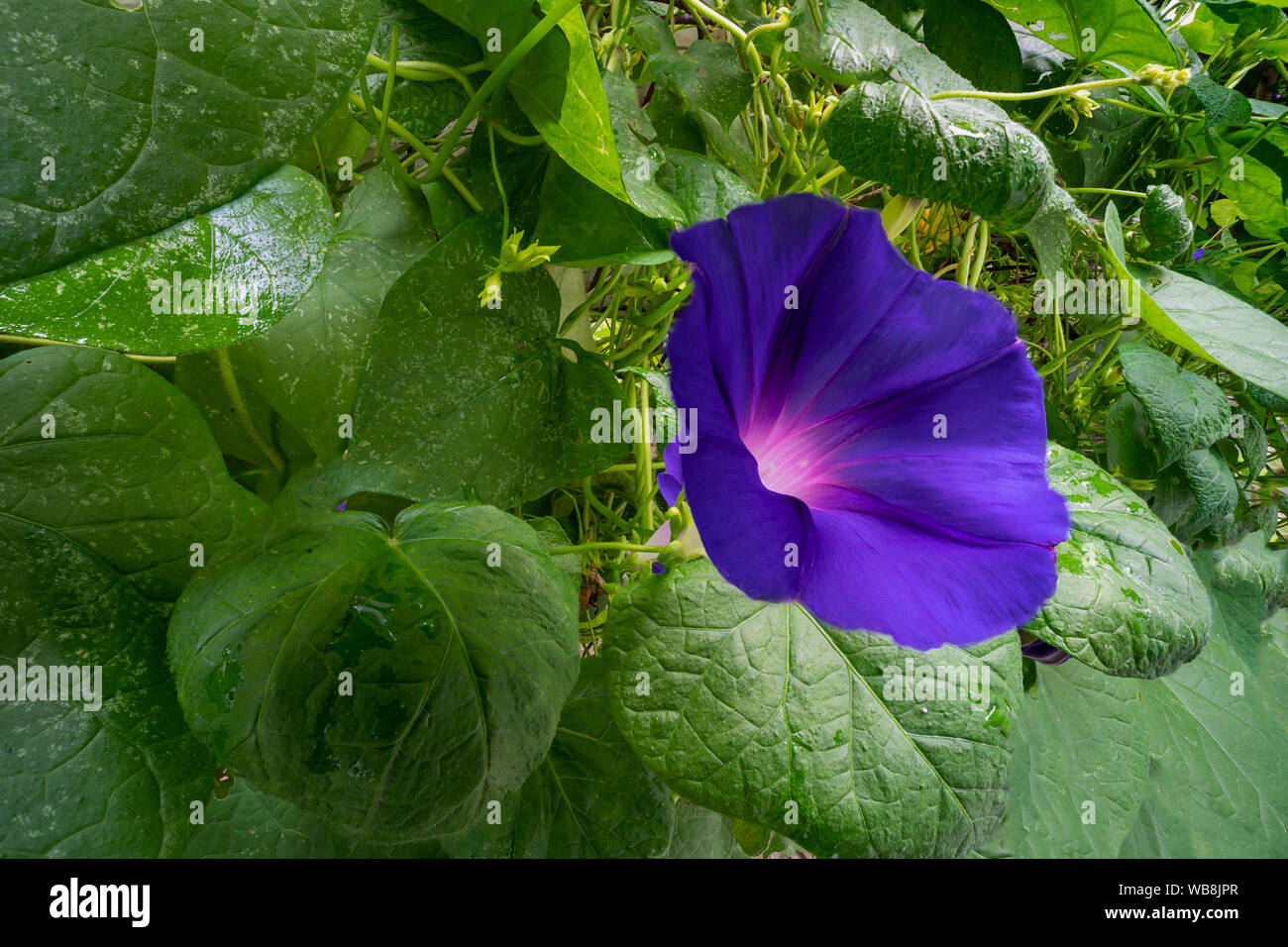 Gloire du matin Détail Banque D'Images