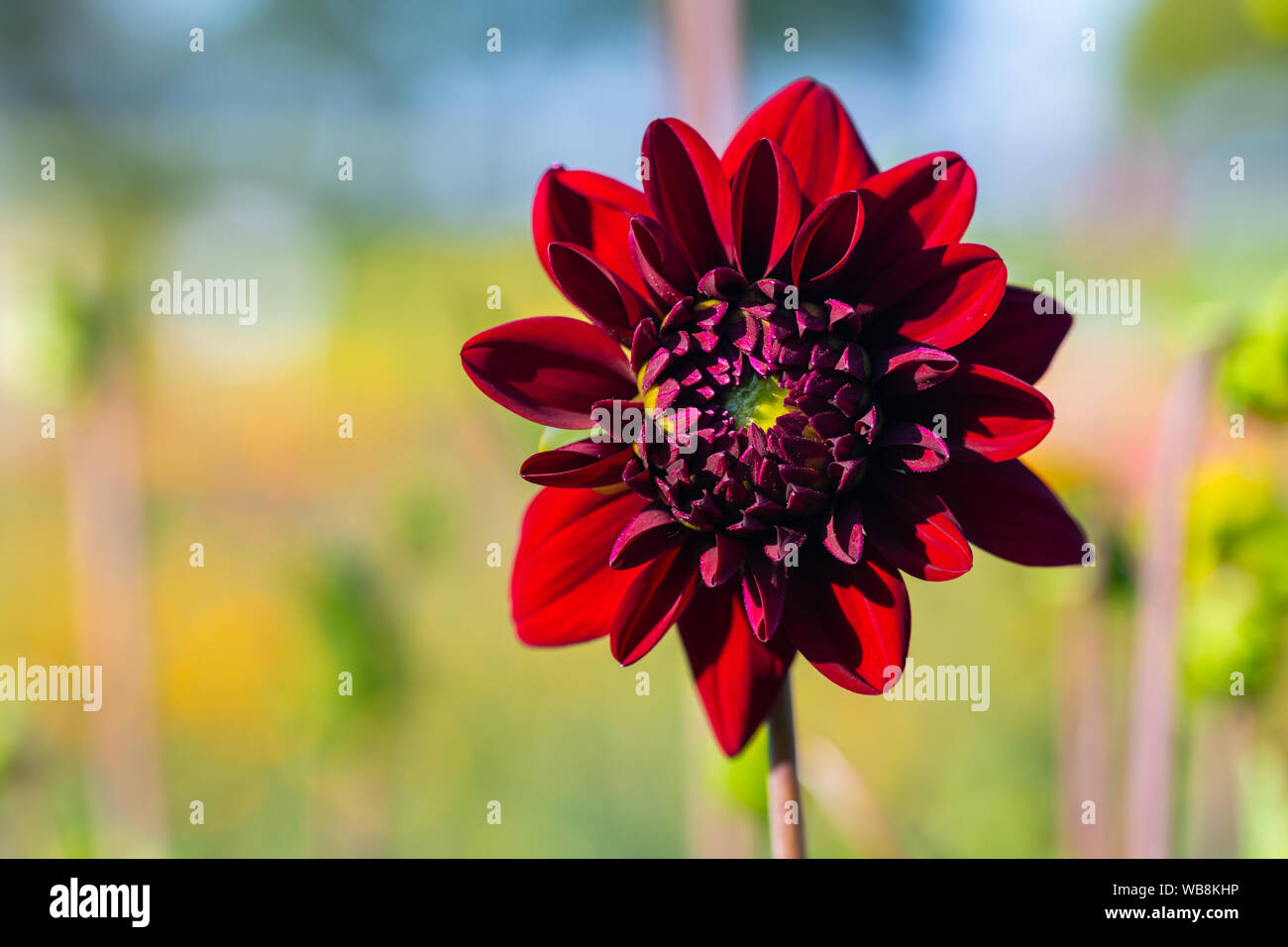 De nombreuses têtes de fleurs lumineuses avec un fond vert Banque D'Images