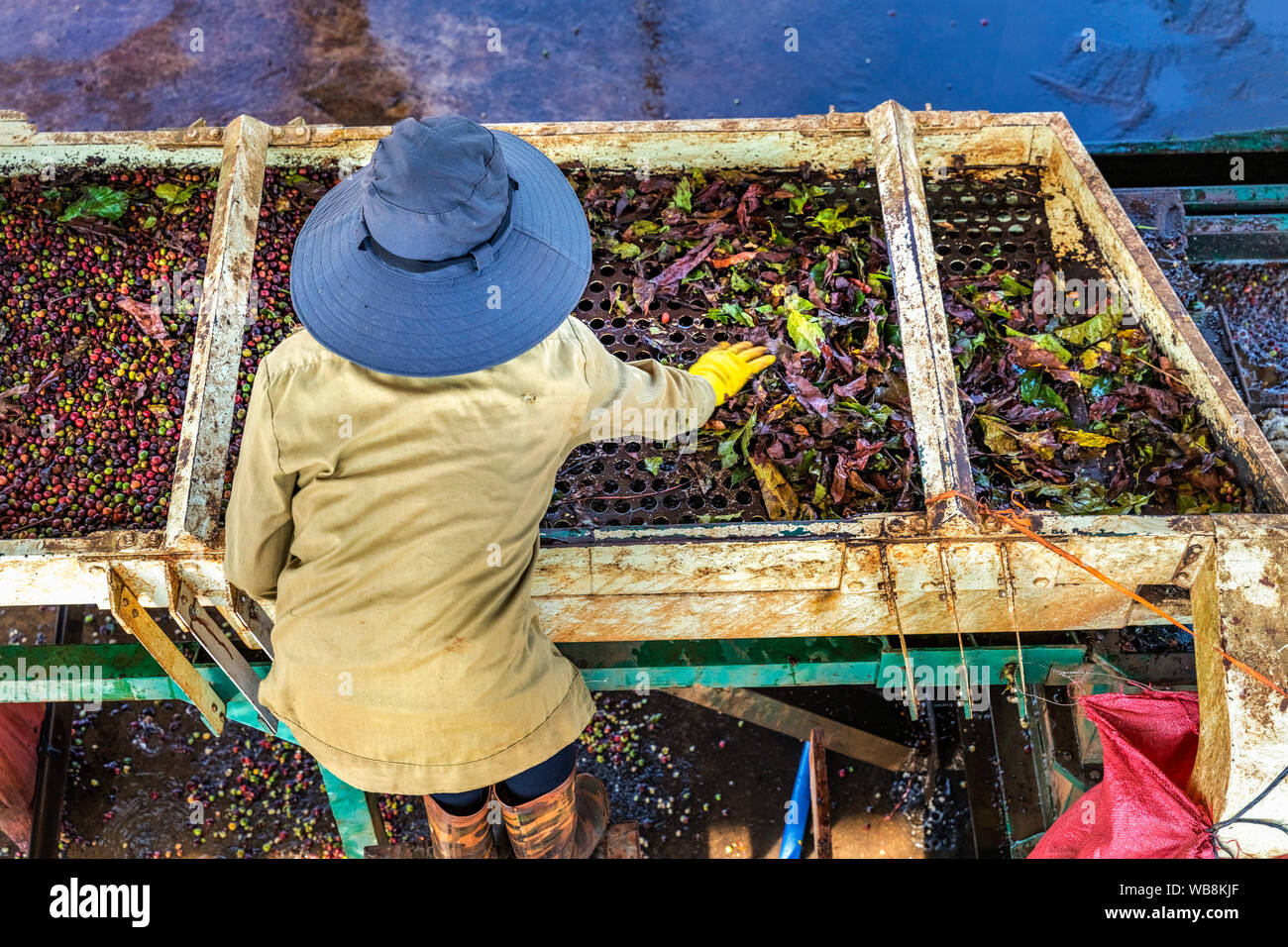 Des travailleurs de la production de café, rouge les cerises de café. Gia Lai, au Vietnam Banque D'Images