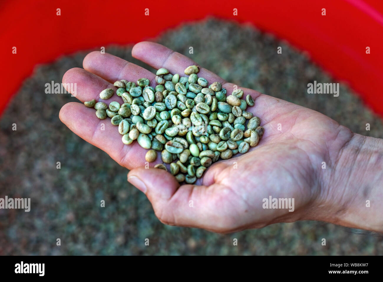 Les cerises de café rouge dans les mains. Les agriculteurs récoltent le café à la main en plantation. Gia Lai, au Vietnam Banque D'Images