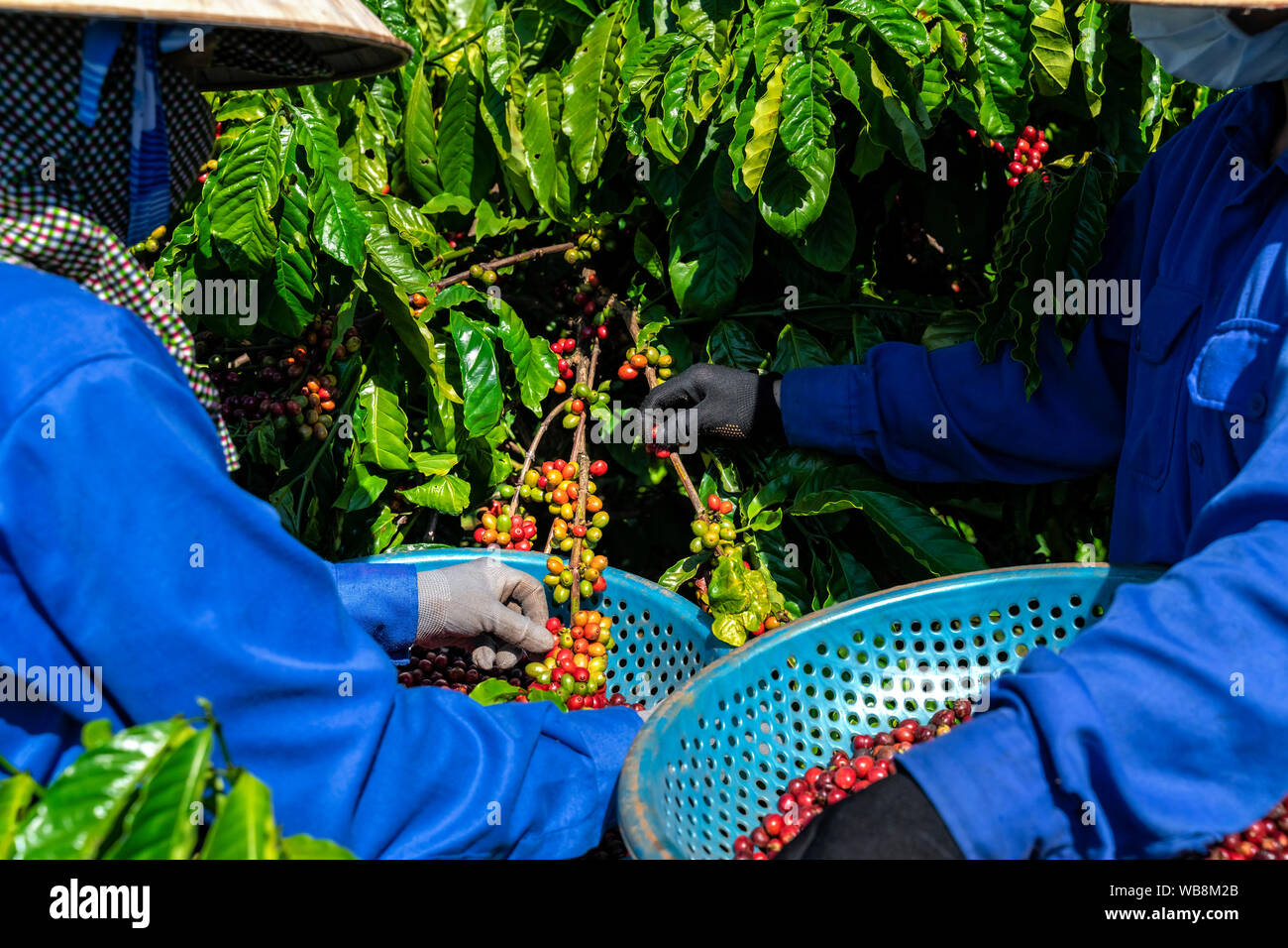 Des travailleurs de la production de café, rouge les cerises de café. Gia Lai, au Vietnam Banque D'Images