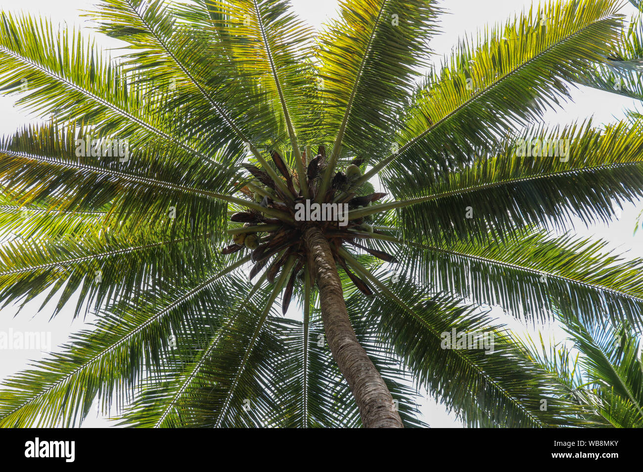 Gros plan d'une couronne de cocotier pris à partir de la vers le bas sous.de haut cocotier avec de jeunes noix de coco desséchée écrous prêt à être pris vers le bas pour faire des noix de coco Banque D'Images