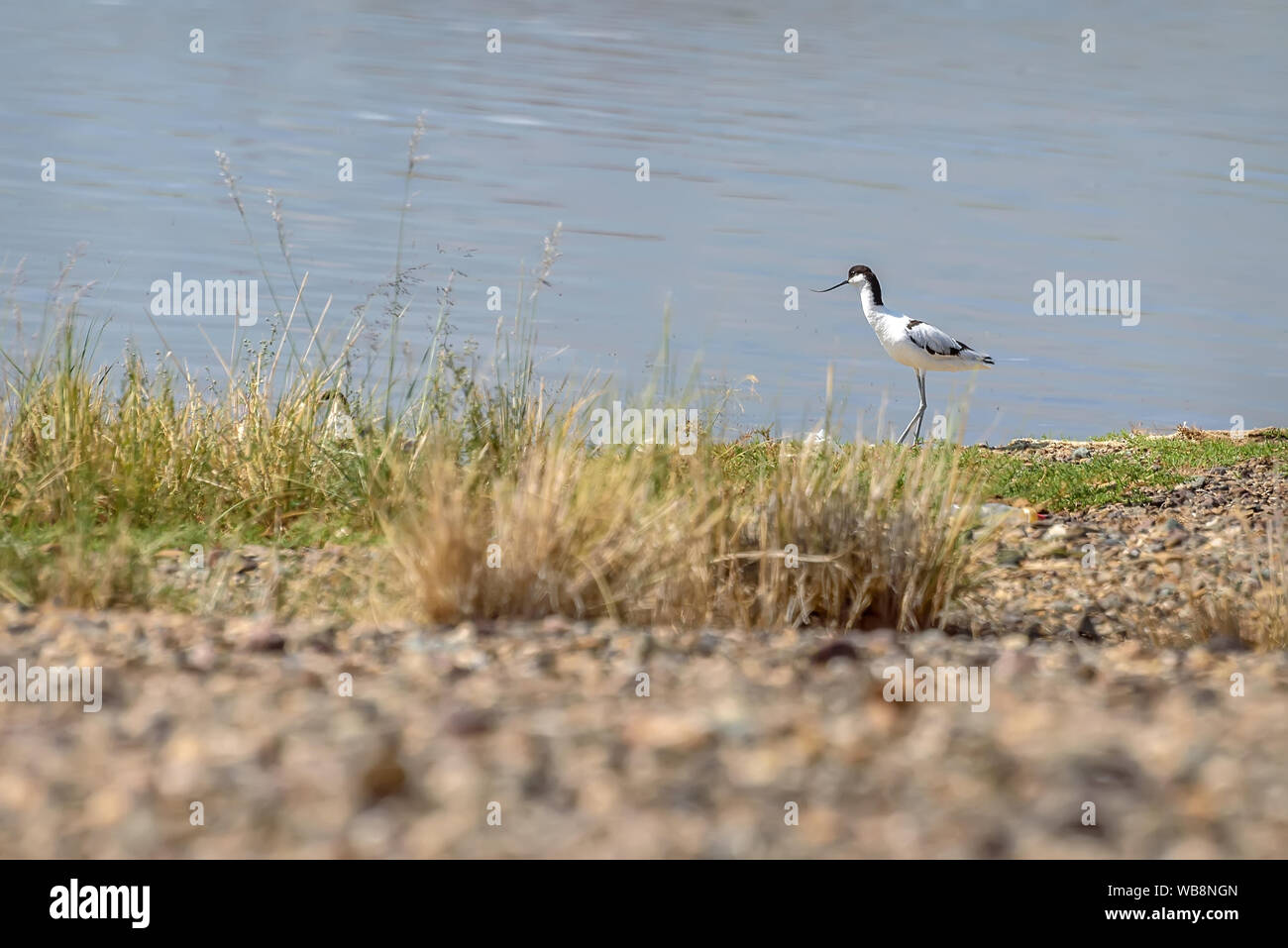 Oiseau mignon (avosetta Recurvirostra avosetta) avec bec crochu close-up sur le lac en été Banque D'Images