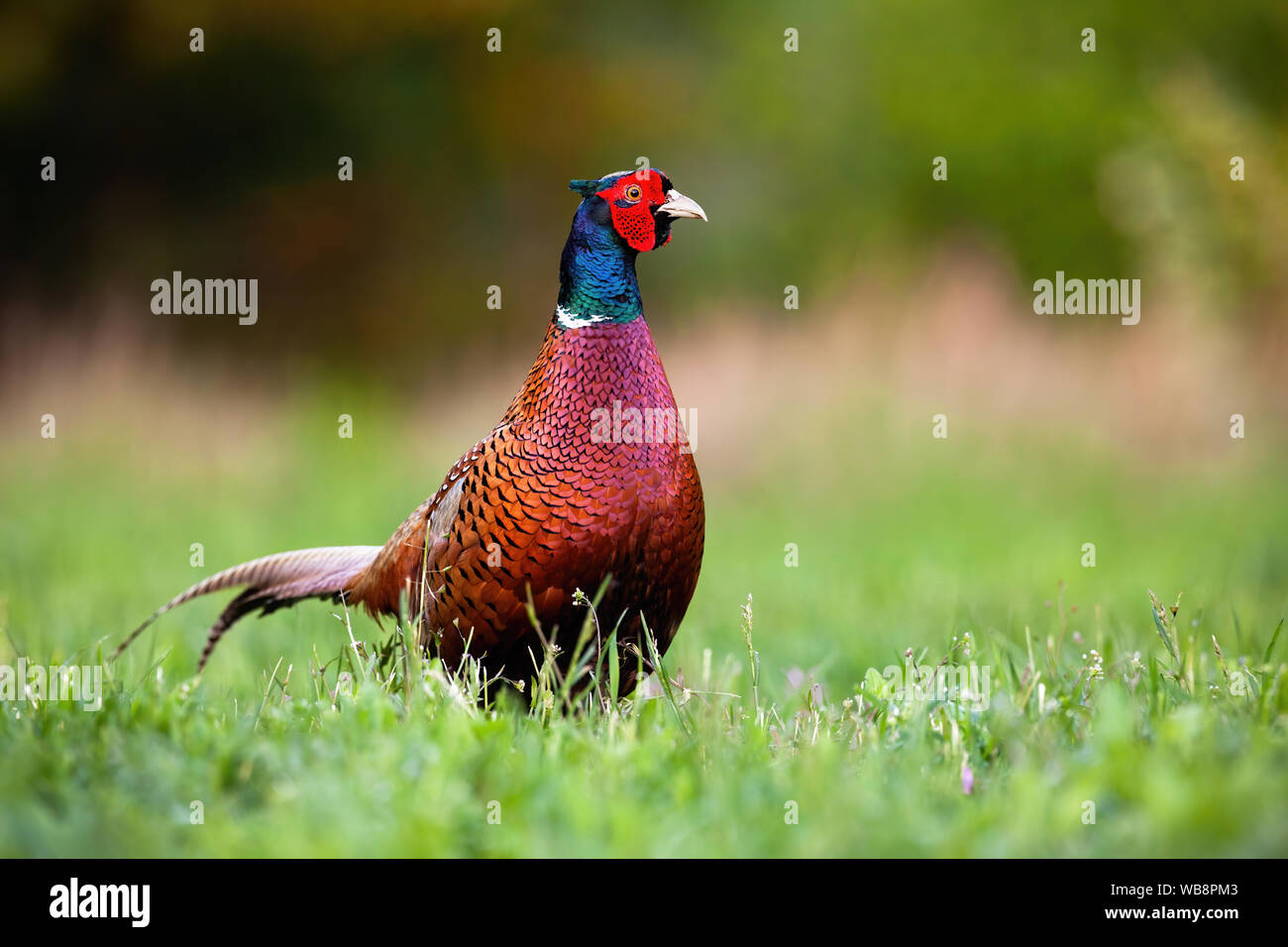 Le faisan commun sauvage, Phasianus colchicus, coq en été sur un pré vert avec copie espace. Couleur dominante mâle en désert. Banque D'Images