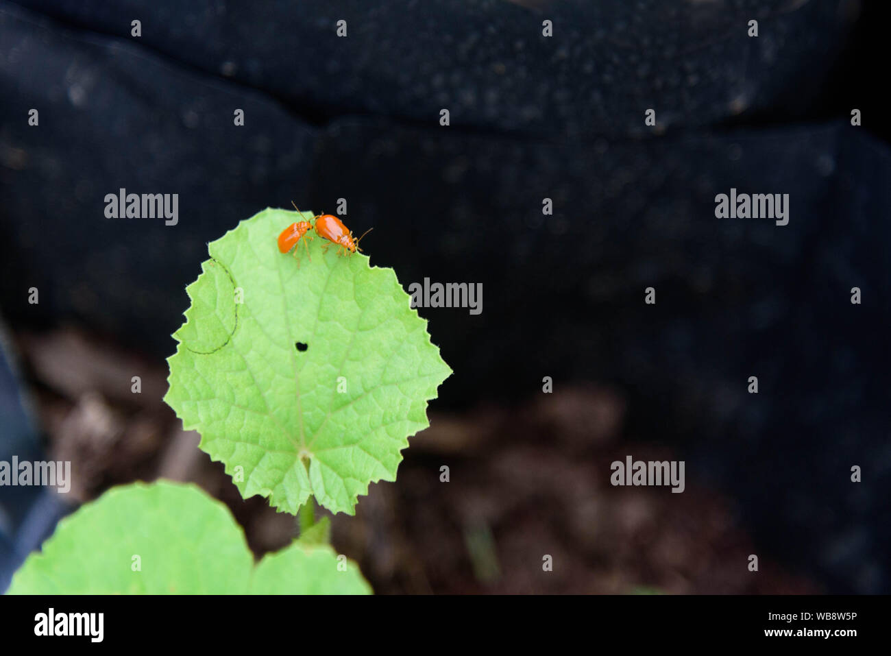 Citrouille beentle Cucurbitènes Leaf Beetle sur feuille verte Banque D'Images