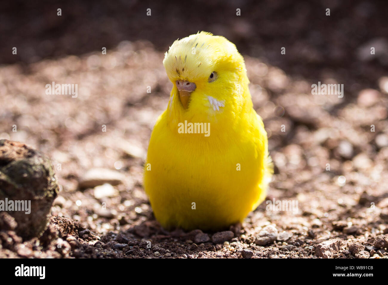 Oiseau Canari jaune dans le zoo Banque D'Images