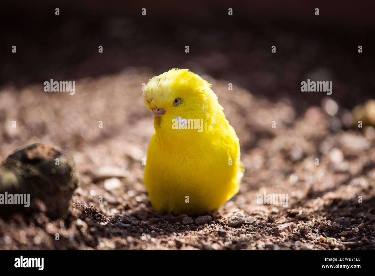 Oiseau Canari jaune dans le zoo Banque D'Images