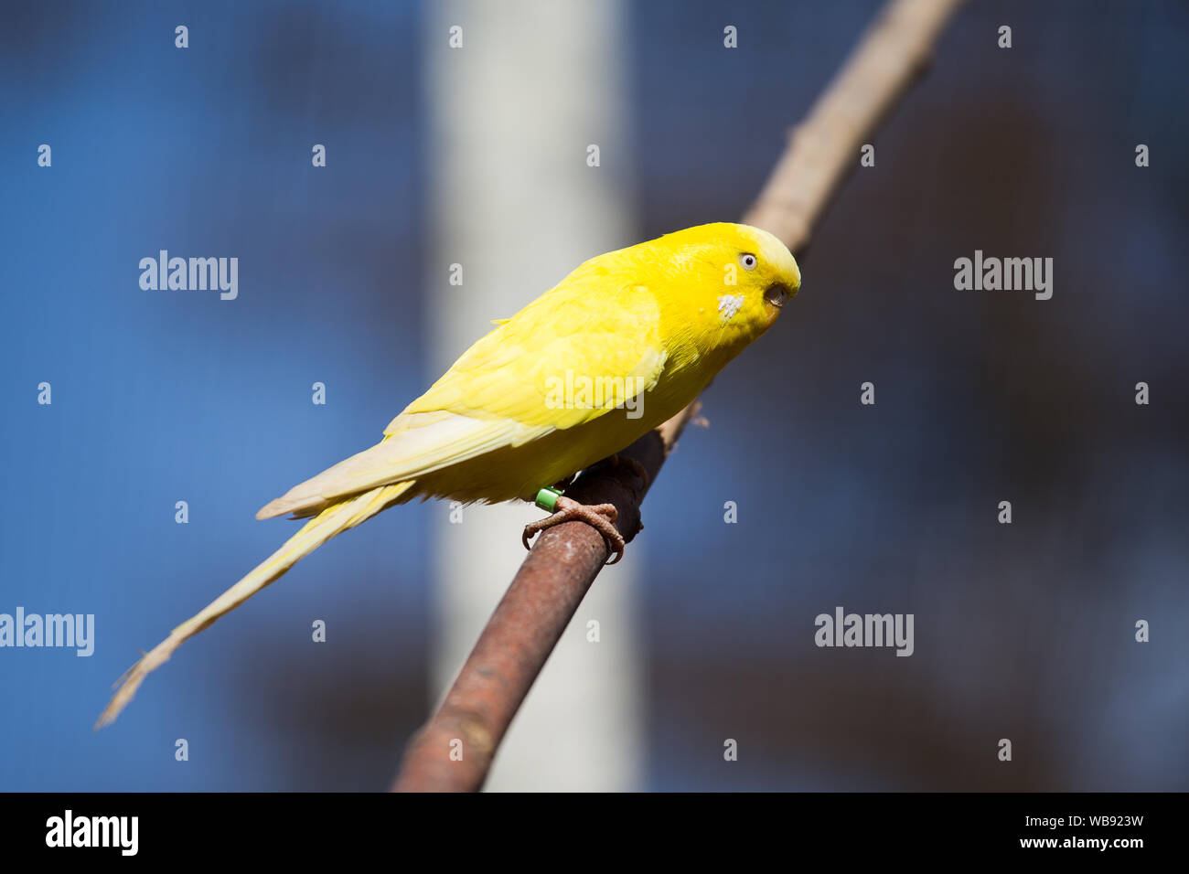 Secteur de l'oiseau dans un parc Banque D'Images