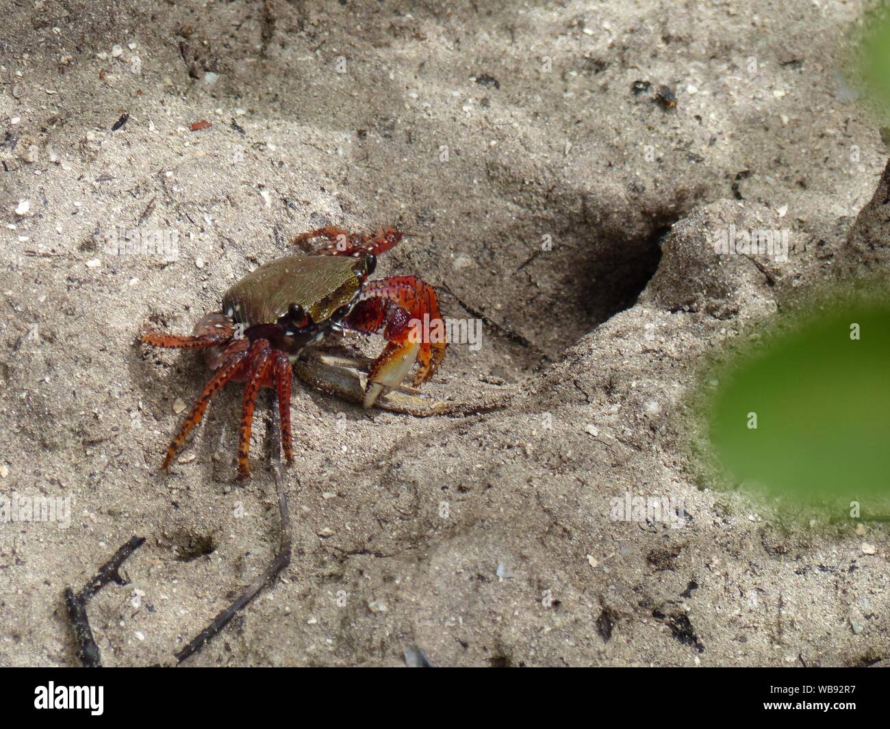Un crabe rouge sur une plage de Bahia au Brésil Banque D'Images