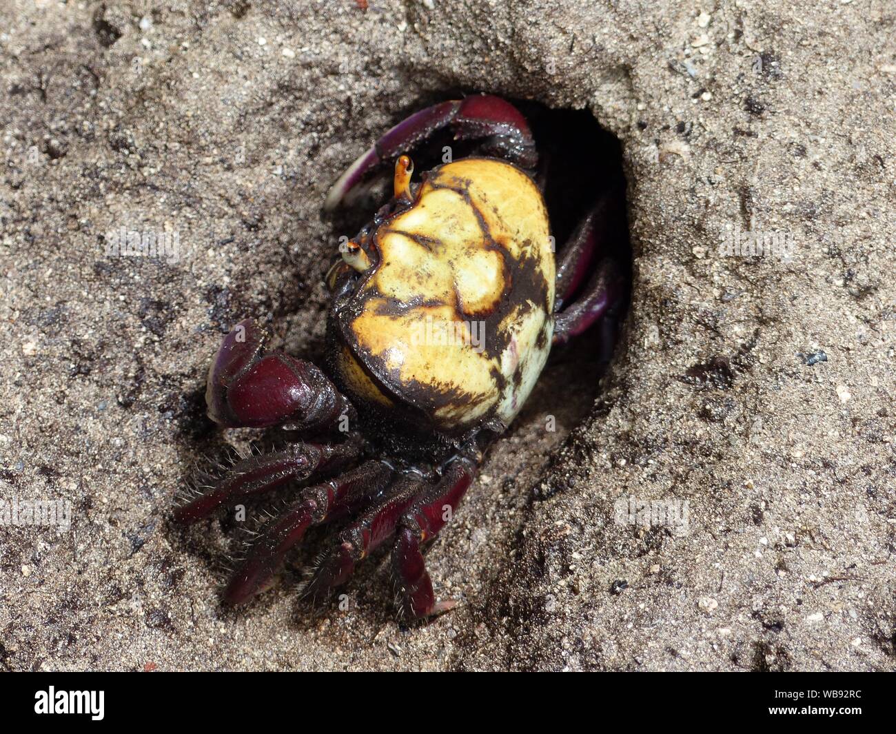 Un Ucides Cordatus colorés sur une plage crabe Bahia au Brésil Banque D'Images