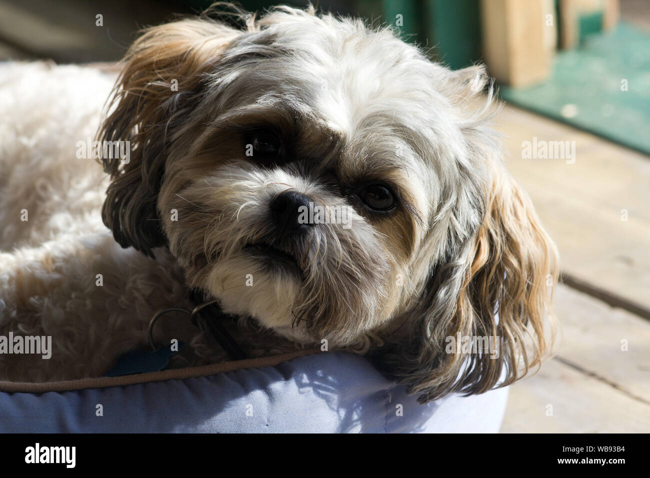 Libre d'un mignon chien,Shih Tzu Bichon Frise race mélangée looking at camera Banque D'Images