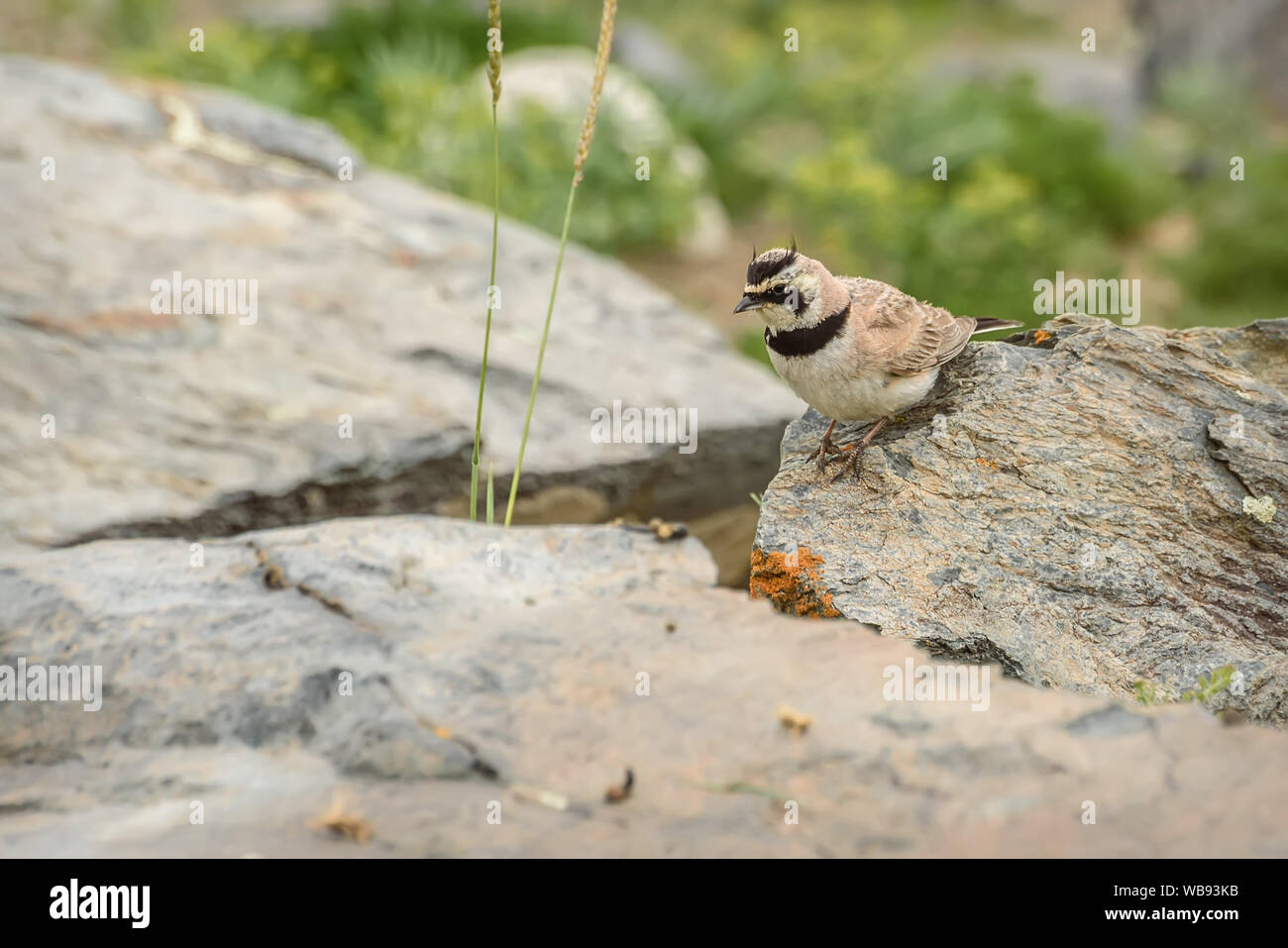 Motley mignon oiseau avec une teinte rose alouette hausse-col (Eremophila alpestris) Gros plan sur les pierres dans les montagnes Banque D'Images