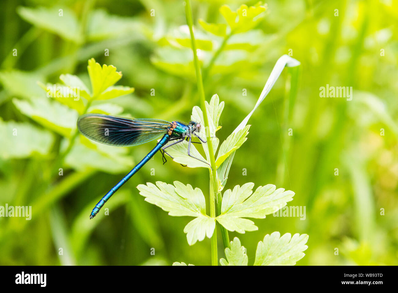 Demoiselle calopteryx splendens, bagués, sur cow parsley. Close up ailes fermées. Banque D'Images