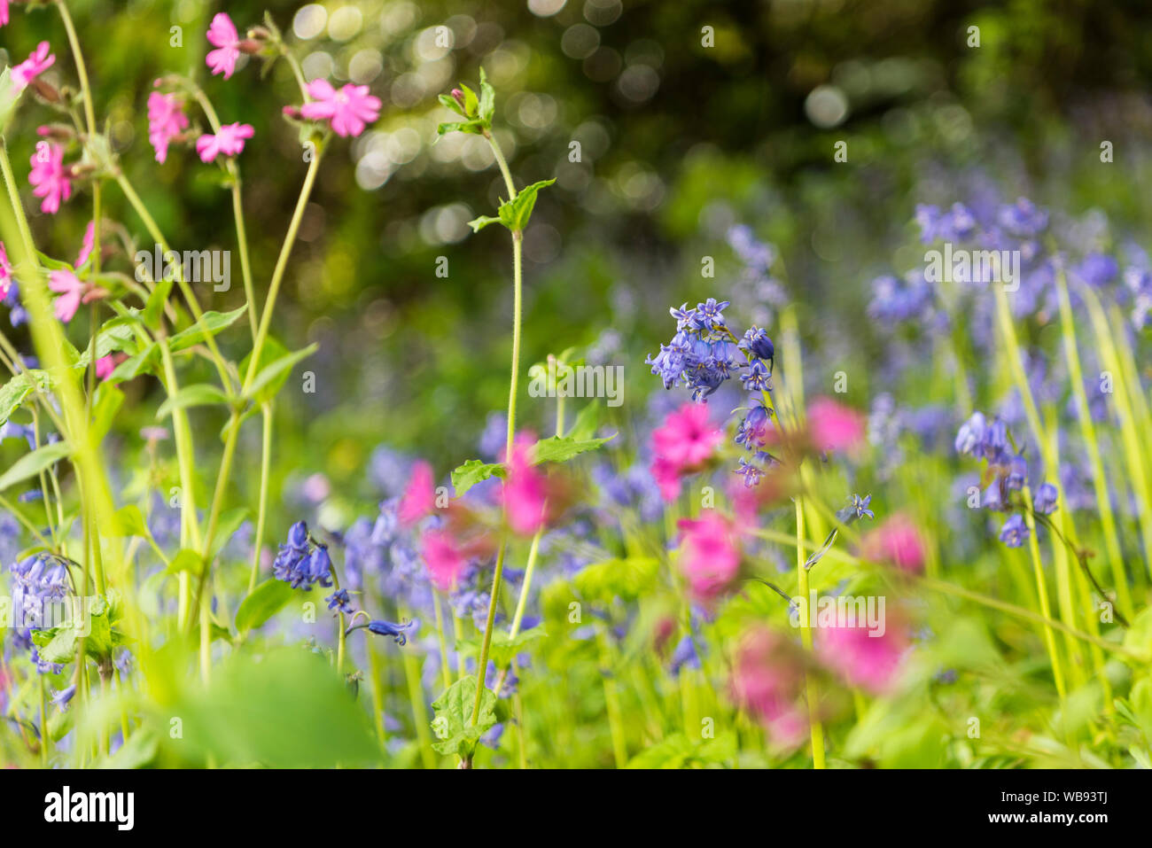 Fleurs sauvages, jacinthes et red campion sur le South West Coast Path Banque D'Images