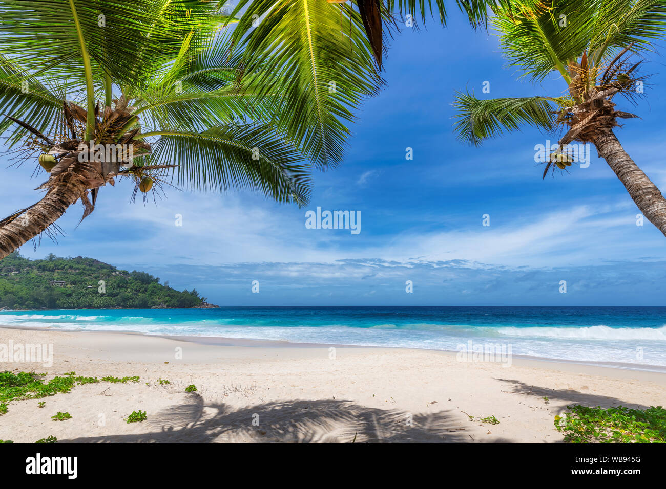 Paradise sandy beach avec des cocotiers et des vagues de l'océan turquoise Banque D'Images