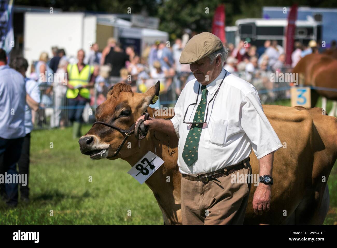 Races de vache étant attribué à l'ébrèchement rosettes leur farm & agricultural show à l'effritement, Lancashire, UK Banque D'Images