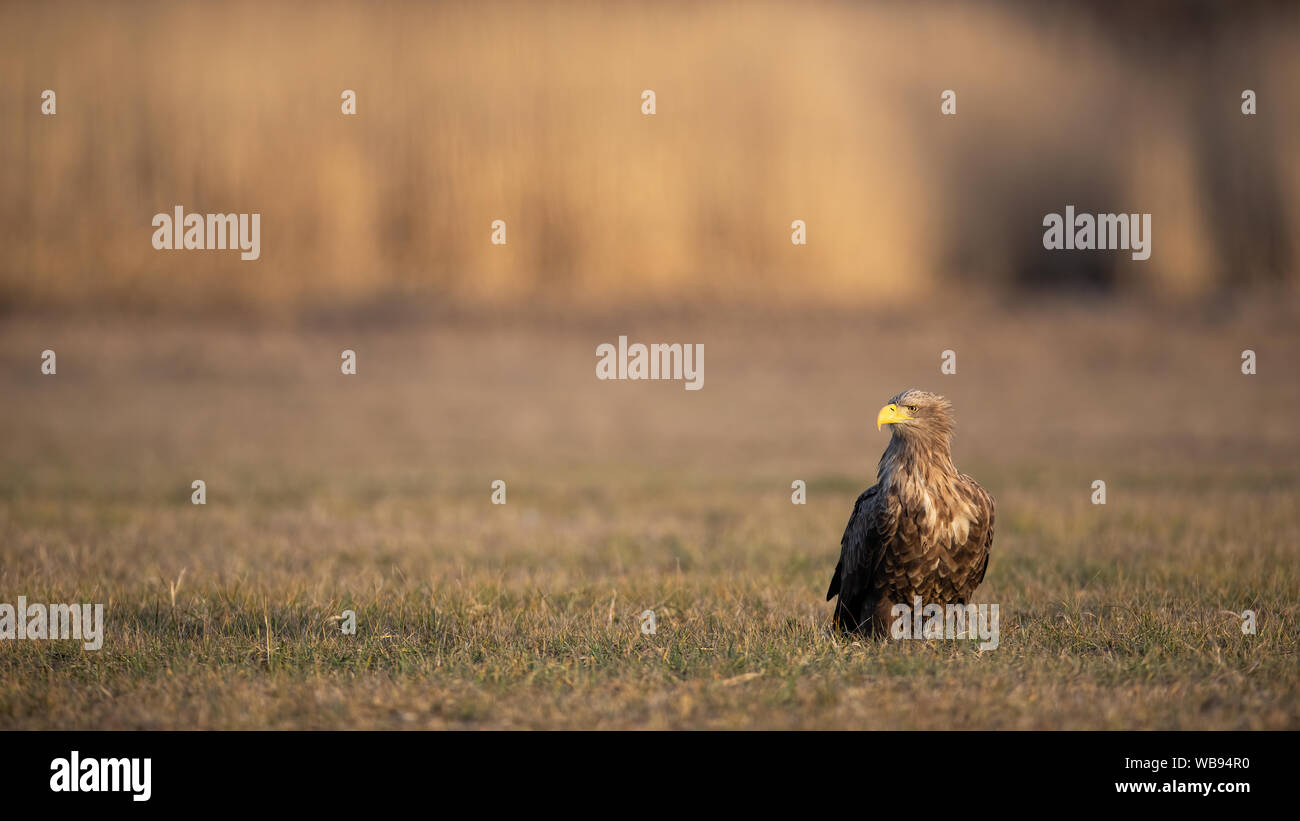 Des profils de pygargues à queue blanche (Haliaeetus albicilla),, assis sur une prairie avec de l'herbe sèche en hiver. Large paysage minimaliste horizontal avec des oiseaux sauvages Banque D'Images