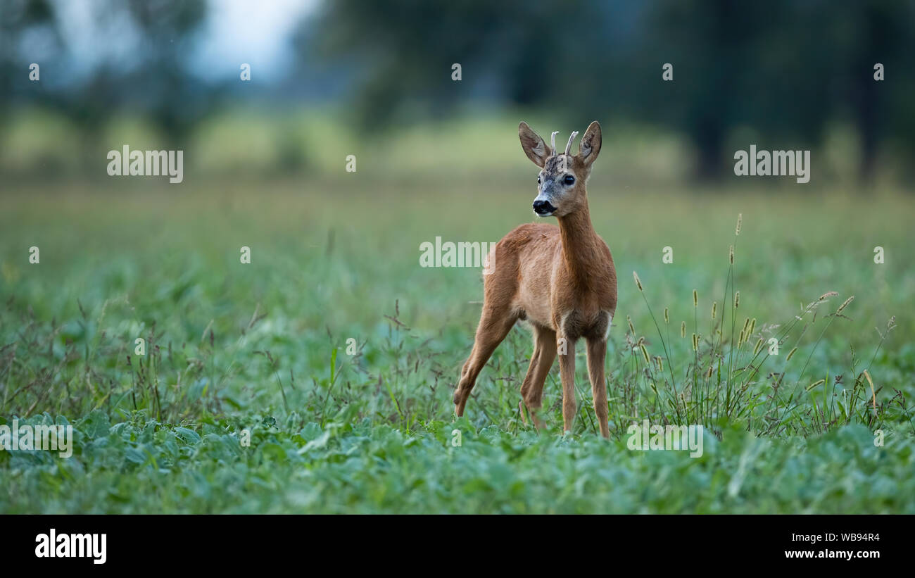 Un jeune buck de cerf debout sur un terrain agricole au crépuscule en été. Banque D'Images