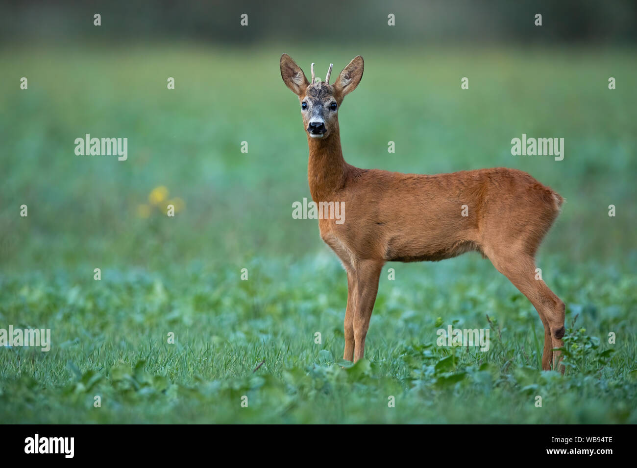 Alertez le buck de cerf à l'écoute attentive sur le terrain agricole au crépuscule en été Banque D'Images