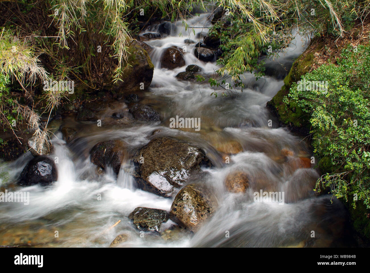 L'eau claire et pure d'une petite rivière en slow motion à Bariloche en Patagonie, Argentine, dans la forêt primaire, de sauver la terre et être écolo Banque D'Images