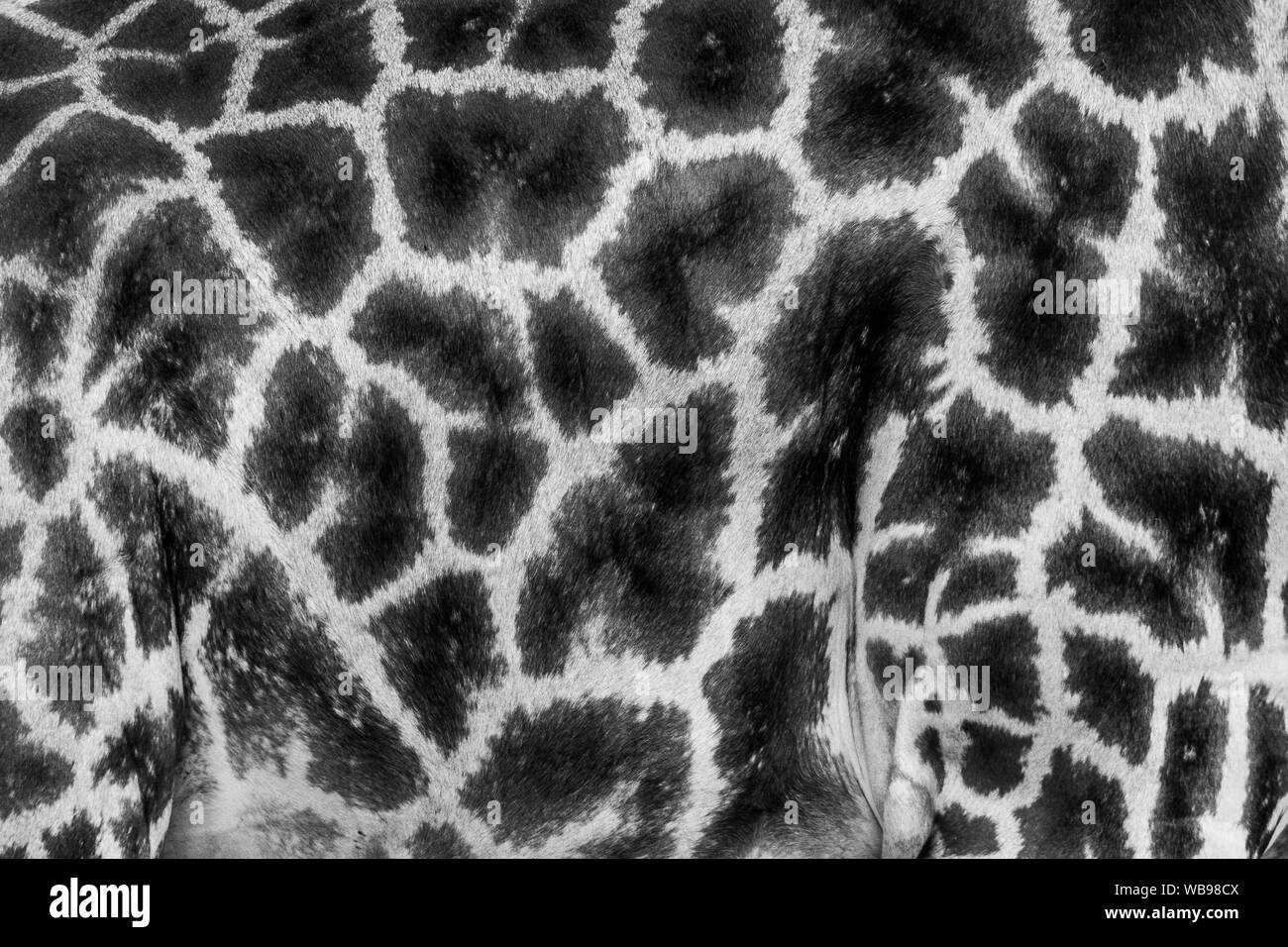 Rothschild Girafe (Giraffa camelopardis rothschildi), une belle peau mammal qui vit dans les savanes africaines Banque D'Images