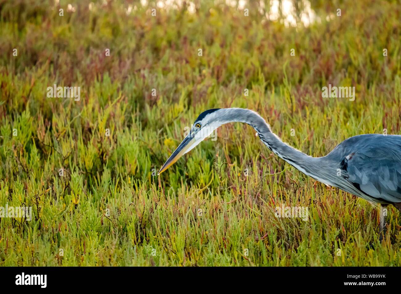 Super Blue Heron chasse pour la nourriture dans le marais pendant le coucher du soleil Banque D'Images