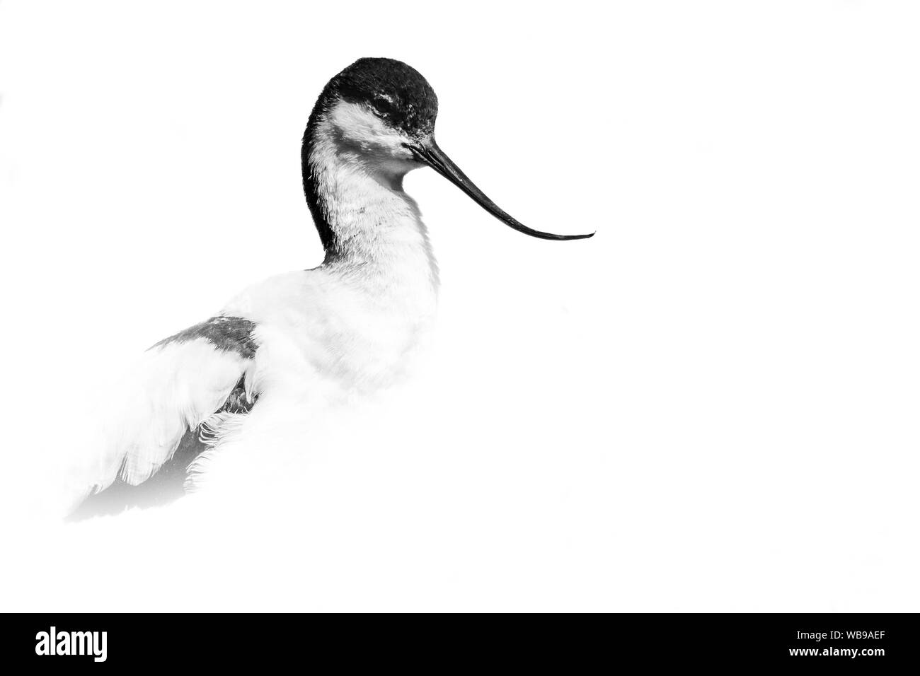 Avocette élégante (Recurvirostra avosetta), un bel oiseau assis près de l'étang dans l'après-midi, Moravie, République Tchèque Banque D'Images